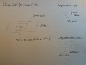 cells1