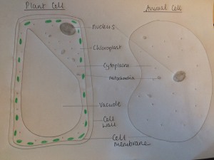 cells2